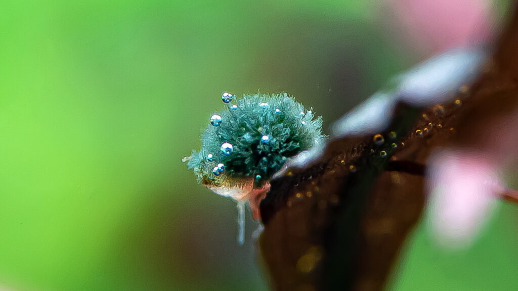 Como eliminar a alga BBA ou alga Preta